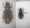 Tachys bistriatus